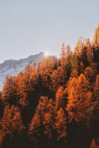 red-orange-fall-leaves-against-mountain